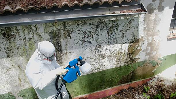 Top rated local Mold Cleanup specialists in Mount Royal, NJ